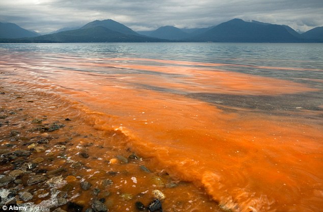 If the red tide gets within a mile of the beach, the crashing waves could release the toxins into the Florida air